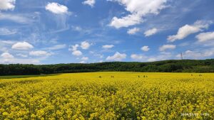 Thumbnail of post image 050