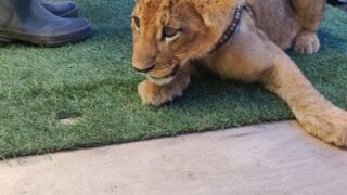 Thumbnail of post image 070